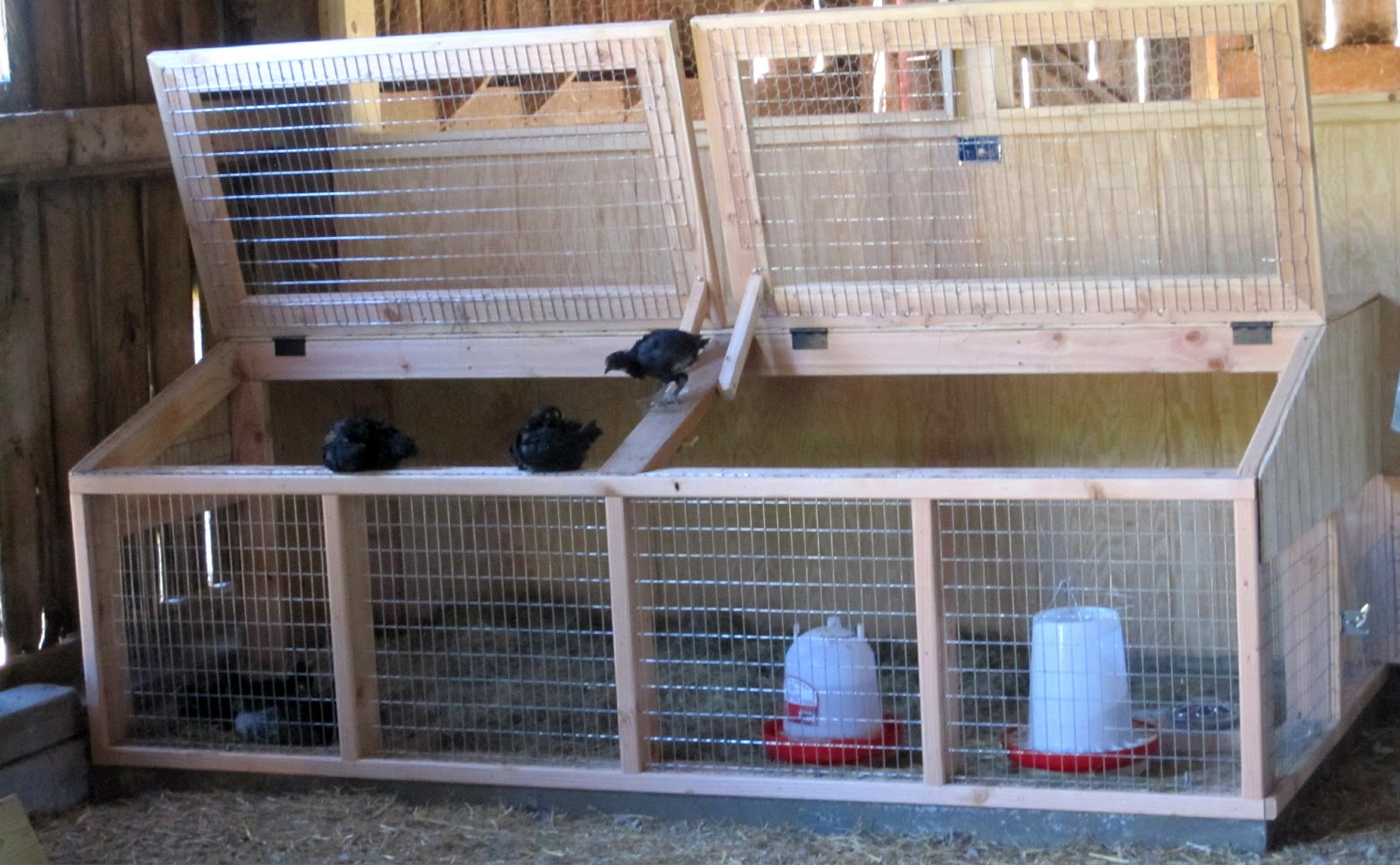  coop contains the turkeys and a big brooder box for chicks/poults