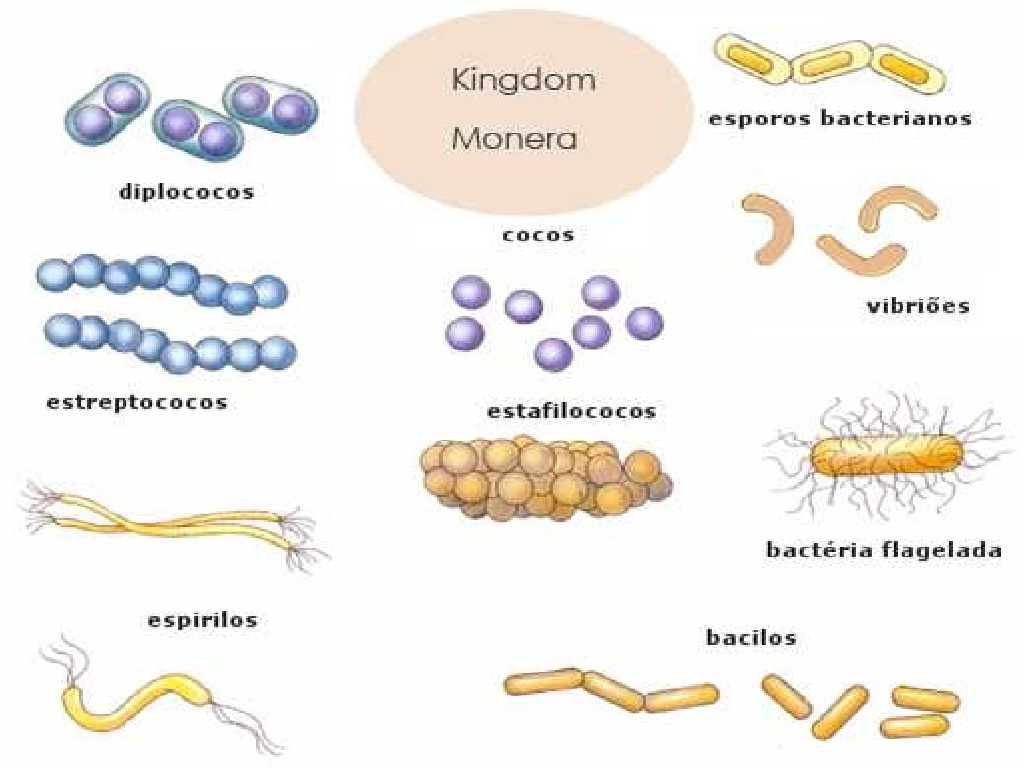 Sistem Klasifikasi Lima Kingdom (Rangkuman Materi Biologi SMA / MA)