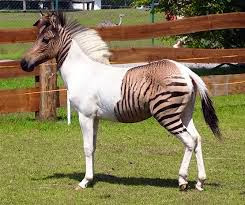 Funny Cute And Zorse | Interesting Funny Pictures | Funny And Cute Animals