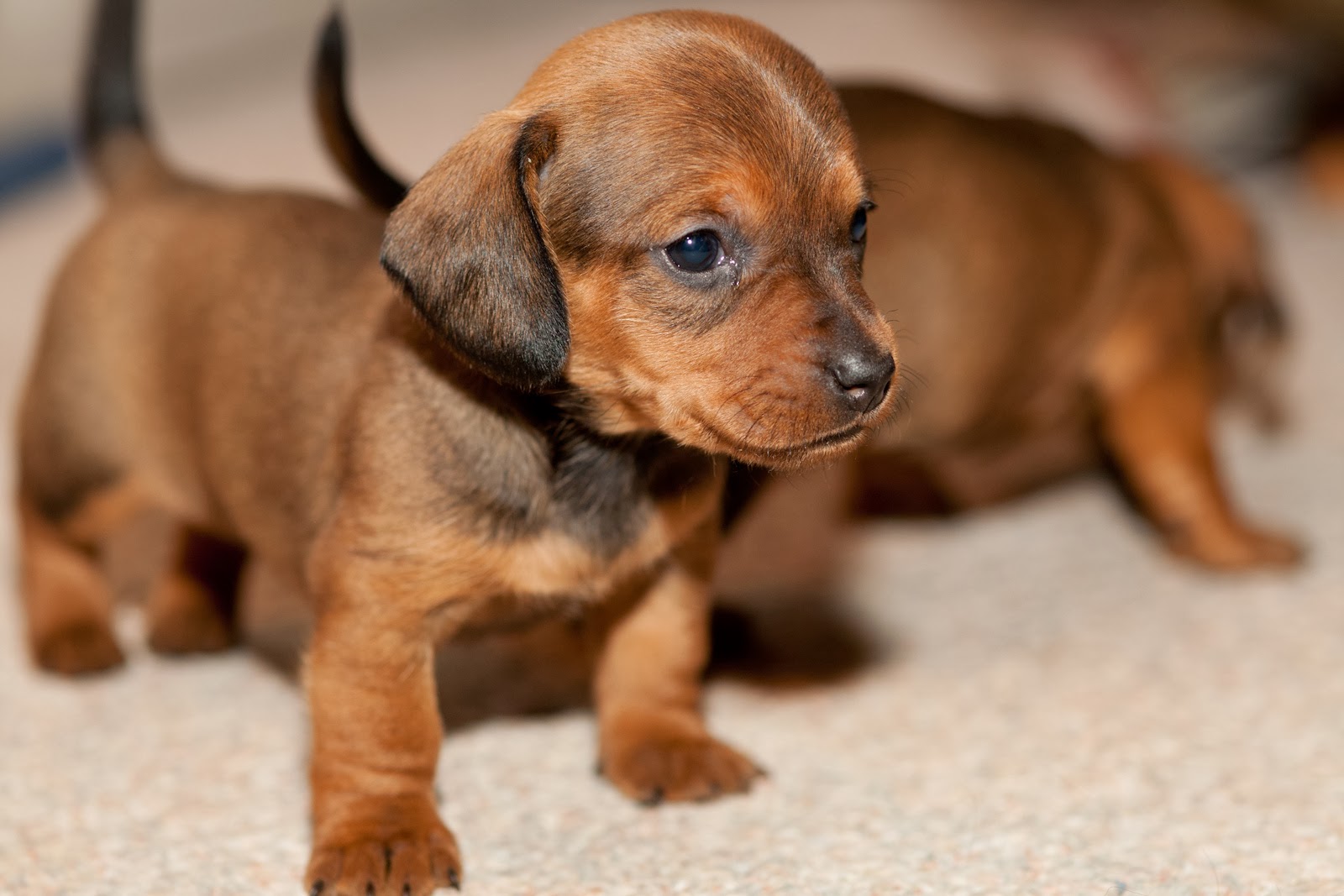Dachshund Puppies Dog Pets Dachshund Puppies Dog Pets