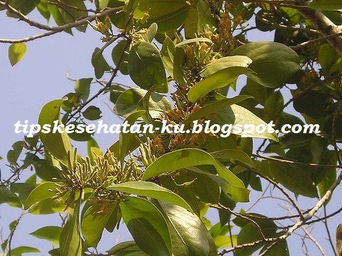 9 Jenis Tanaman Obat Untuk Mengobati Penyakit - Tips ...