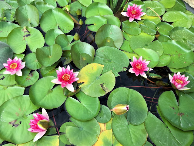 Sommer 2018 Seerosen in der Gartenschau Lahr