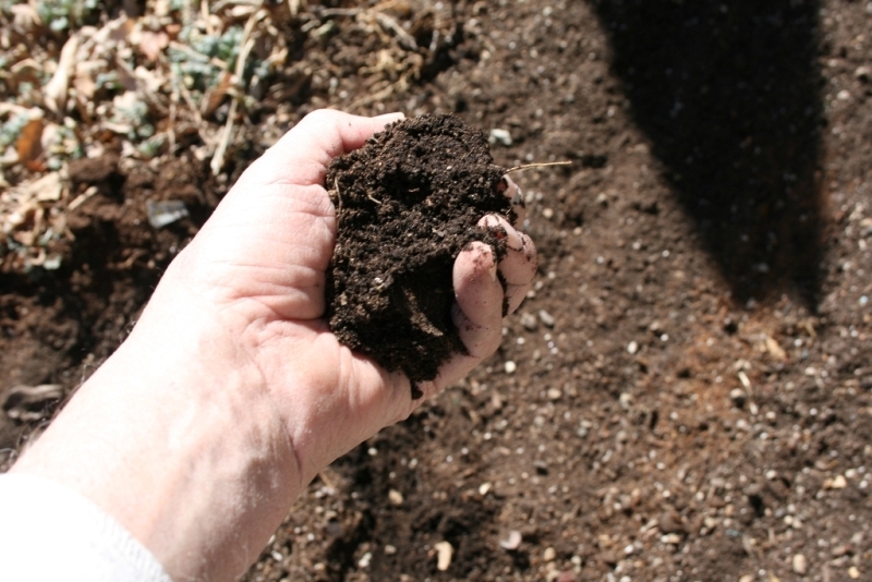 The Flower Bin 3 Keys to Growing Your Own Potatoes