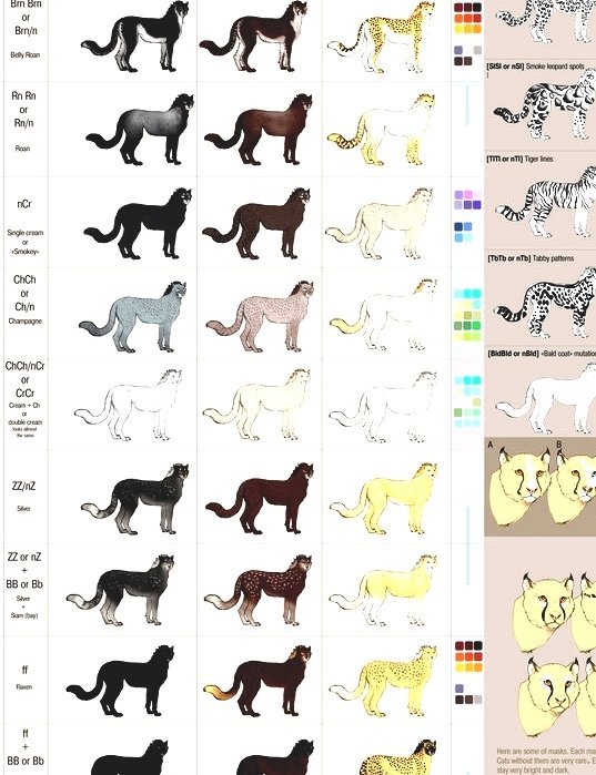 Cat Fur Coat Tradingbasis