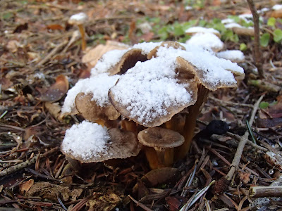 grzyby 2016, grzyby w grudniu, jakie grzyby można zbierać w zimie, grzyby pod śniegiem, zimowe grzybobranie, pieprznik trąbkowy Cantharellus tubeaformis, podgrzybek brunatny Boletus badius, lakówka ametystowa Laccaria amethistina