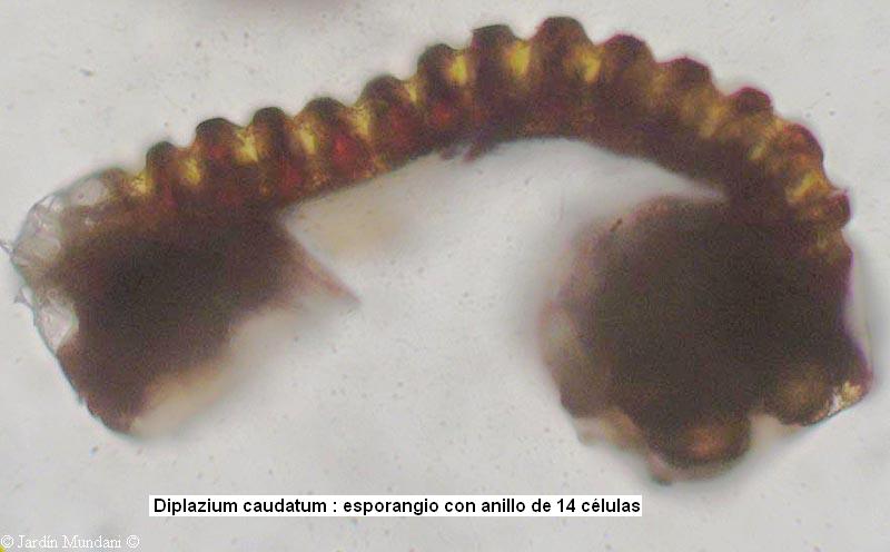 the spores. Sporangium of