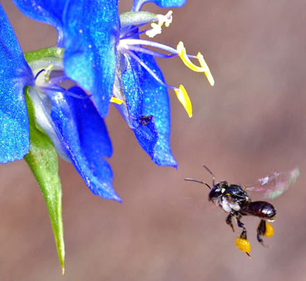 trigona spp, bee species, honey bee species