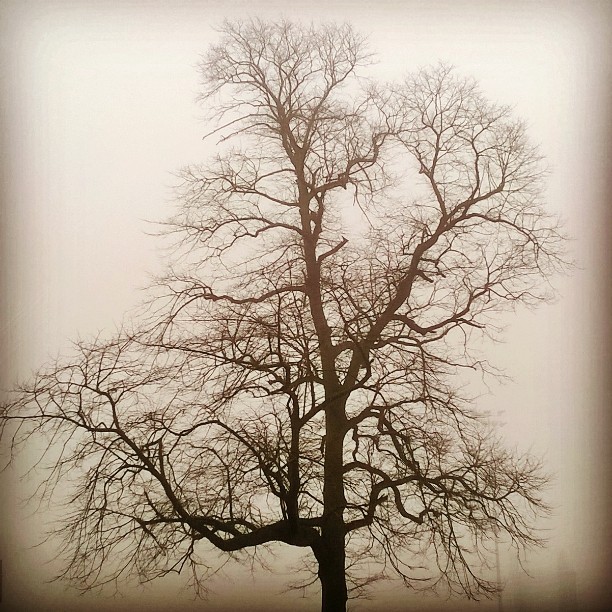 The Gallery : Health And Fitness - Foggy day on Witton Park, Blackburn