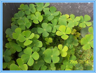 TUMBUHAN PAKU | Bukan Sekedar Materi