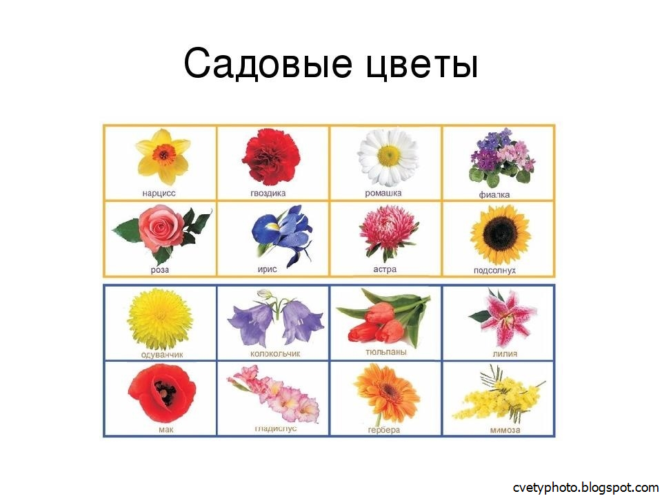 Название Цветов На Букву Г С Фото