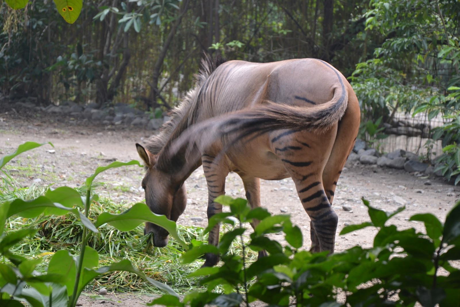Manila Zoo - Manila