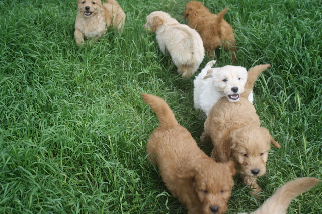 B C Kennels Mini Golden Doodles Ready For Their New Homes