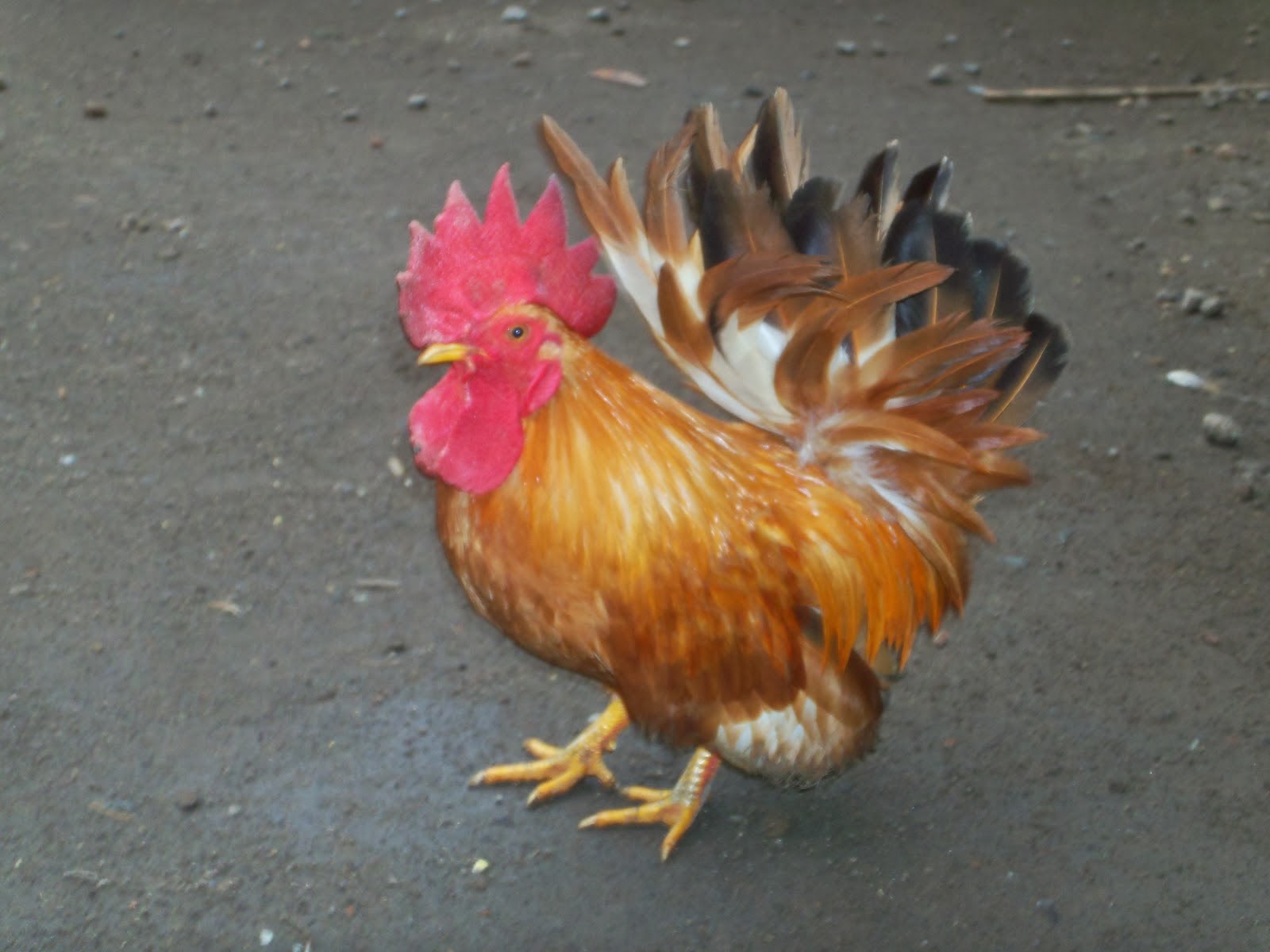 Tips cara memelihara ayam Tips cara memelihara ayam