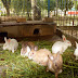 Rabbit Farming in Kenya