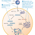 Proses Replikasi / perbanyakan virus bakteriofag