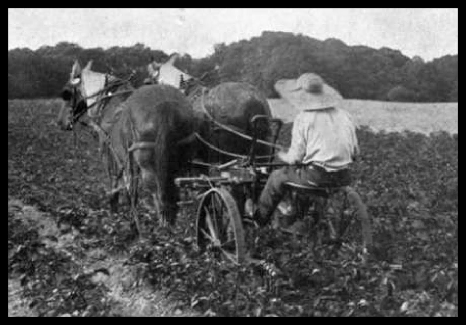 Dufferin County Jobs and Destruction