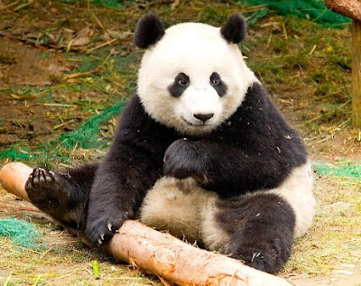 Panda - animal with letter p Panda - animal with letter p