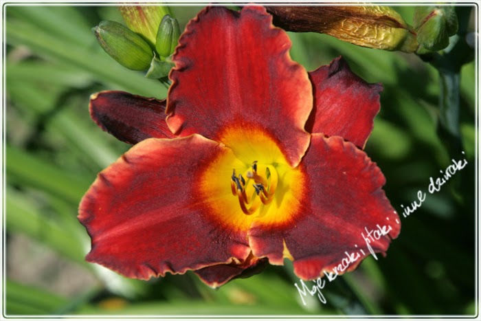 liliowce, odmiany liliowców, lily varieties liliowce, odmiany liliowców, lily varieties