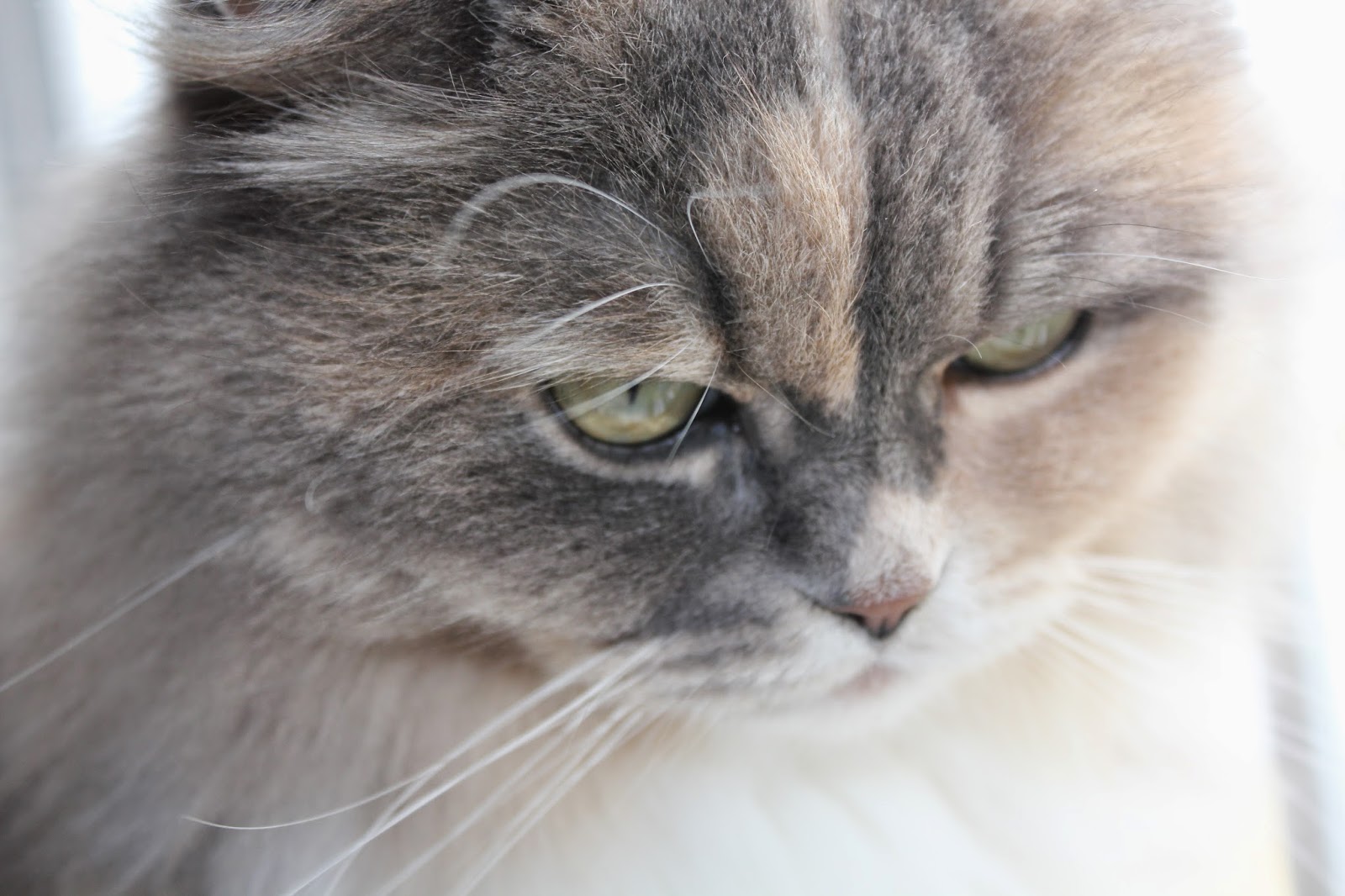 close up shot of cat