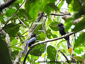 Spangled drongo in Klasow valley Black birds in rainforest