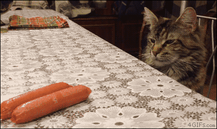 Funny cats - part 333, cat picture, cute cat gif, cat images