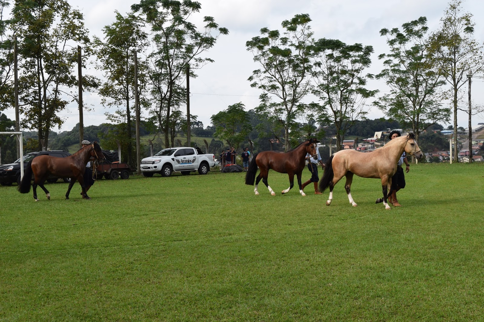 Exposição morfológica de cavalos crioulos reúne animais Rio Grande do Sul e Santa Catarina