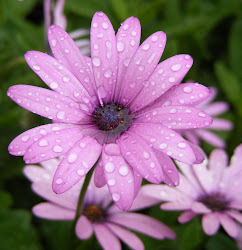 violets flower color 2
