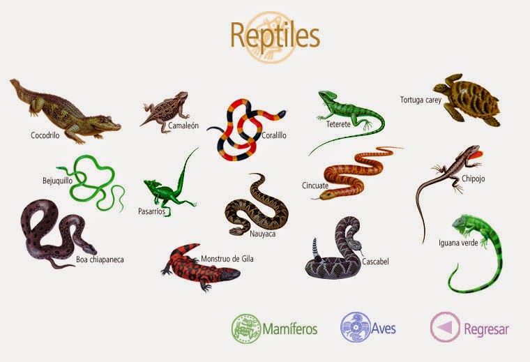 Пресмыкающиеся 3 буквы. Рептилия. Рептилии на английском. Виды рептилий на английском. Пресмыкающиеся названия.