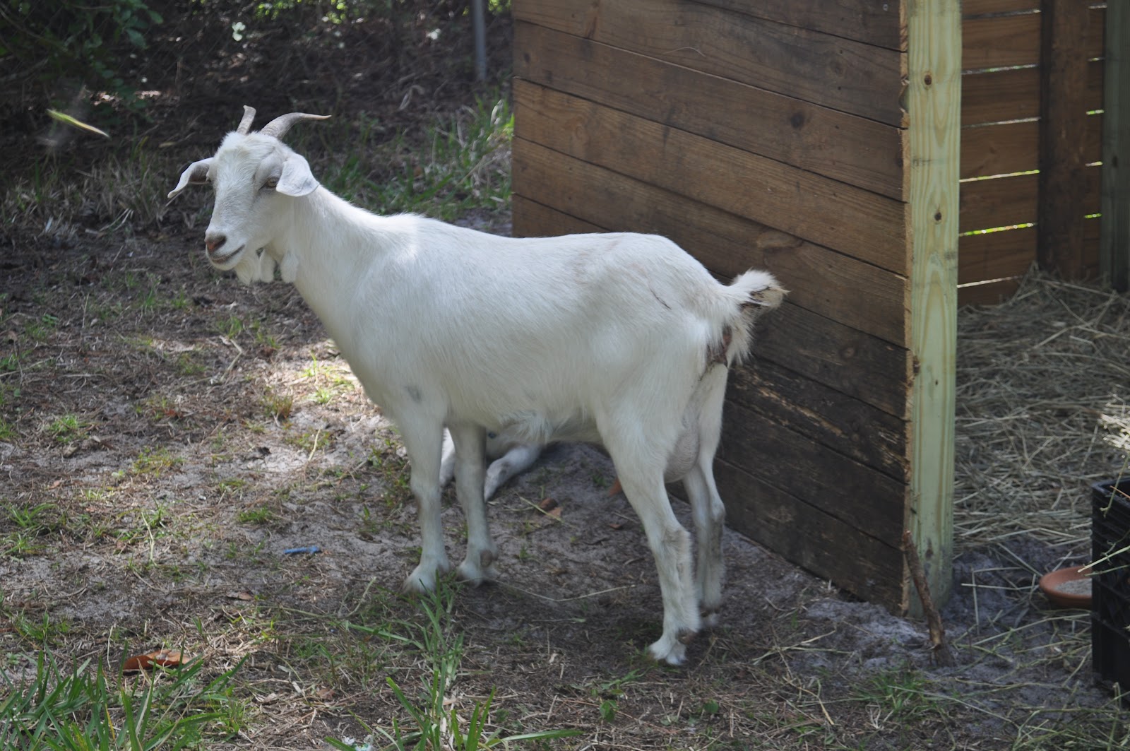 Lavina's Healthy Home Milking Goats