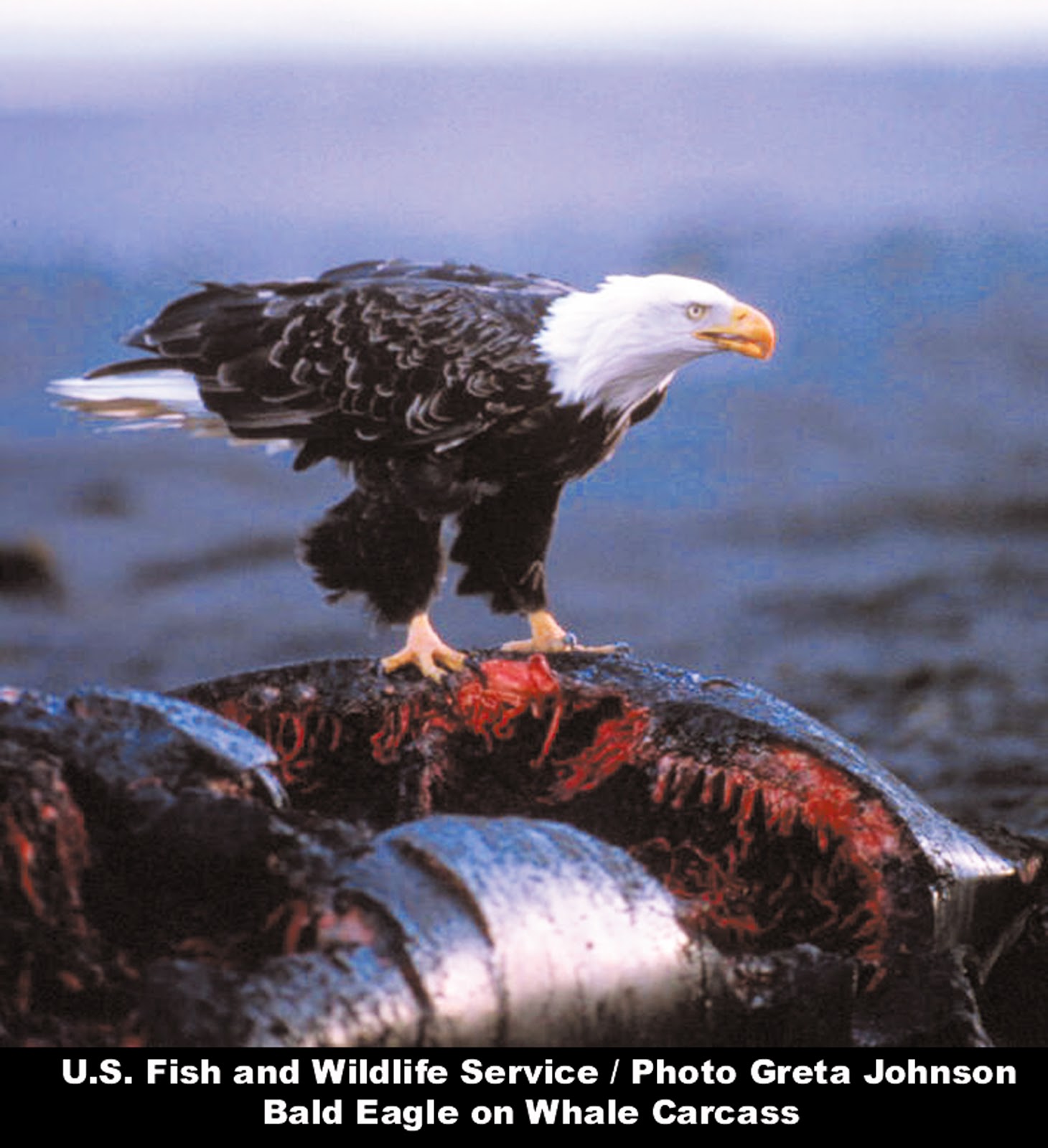 Carnivores and Super Predators Eagles