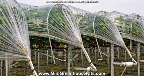 It's Just a Gardening for Fun Blog: 10 Steps to Build a DIY Greenhouse