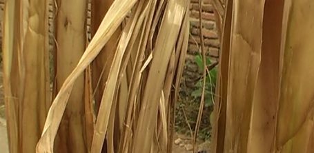 CARA MEMBUAT KIPAS DARI PELEPAH PISANG - Home Business