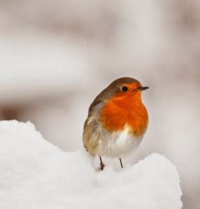 Robin in the snow