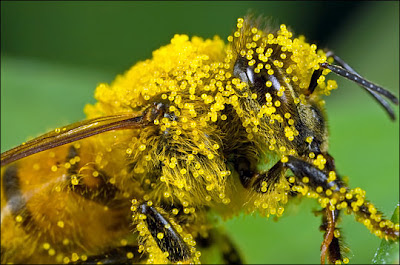 Những tác dụng của phấn ong