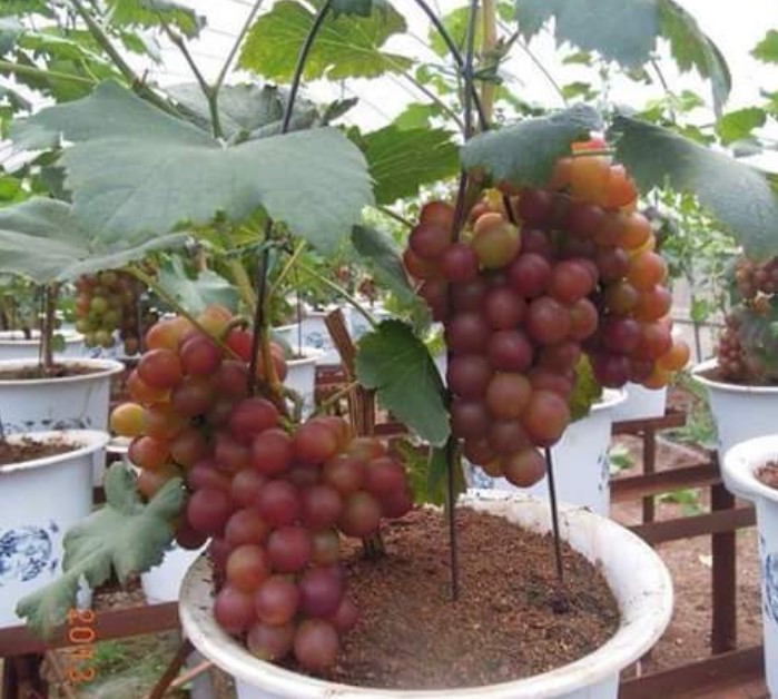 Info Terbaru Cara Tanam Buah Anggur Dalam Pot