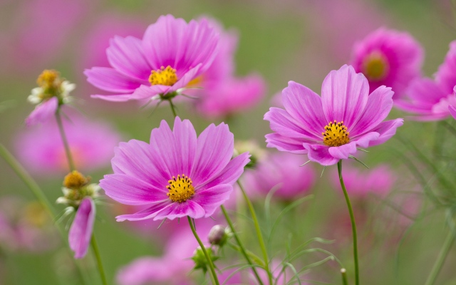 Beautiful Pictures Of Flowers Beautiful Pictures Of Flowers