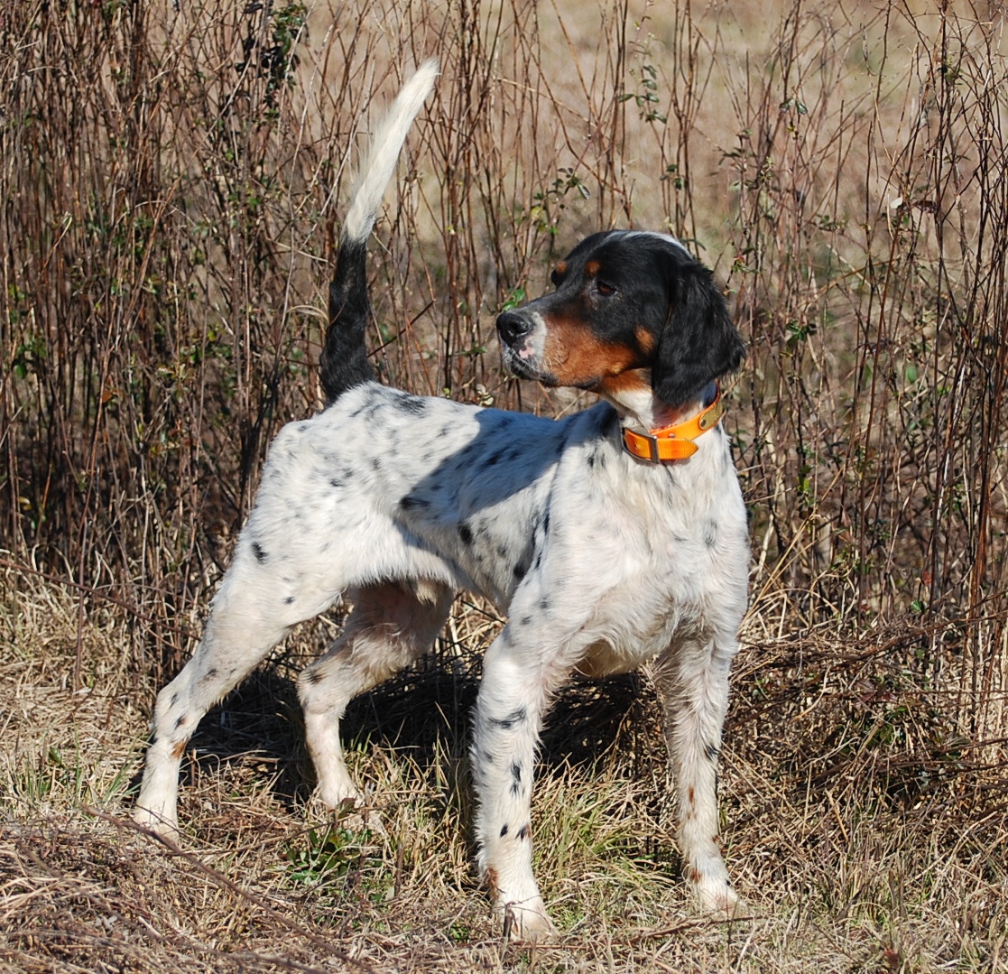 Pinestraw Setters CH Pine Straw Black Hawk offered at Stud