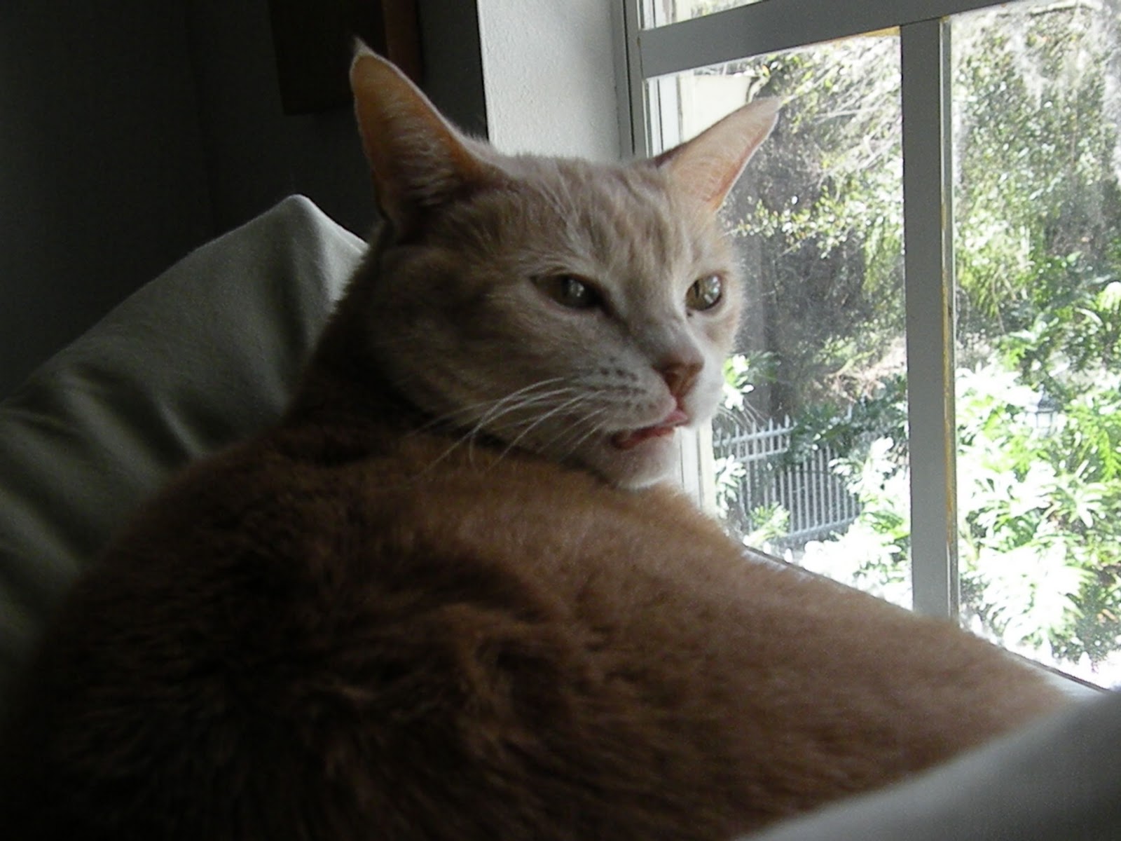 ZOMBIE CATS EATING PLANTS! 7 Days, 7 Zombie Cats Day 1, Kitty