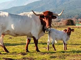 Vaca y ternero de la raza berrenda en colorado en una dehesa avileña.