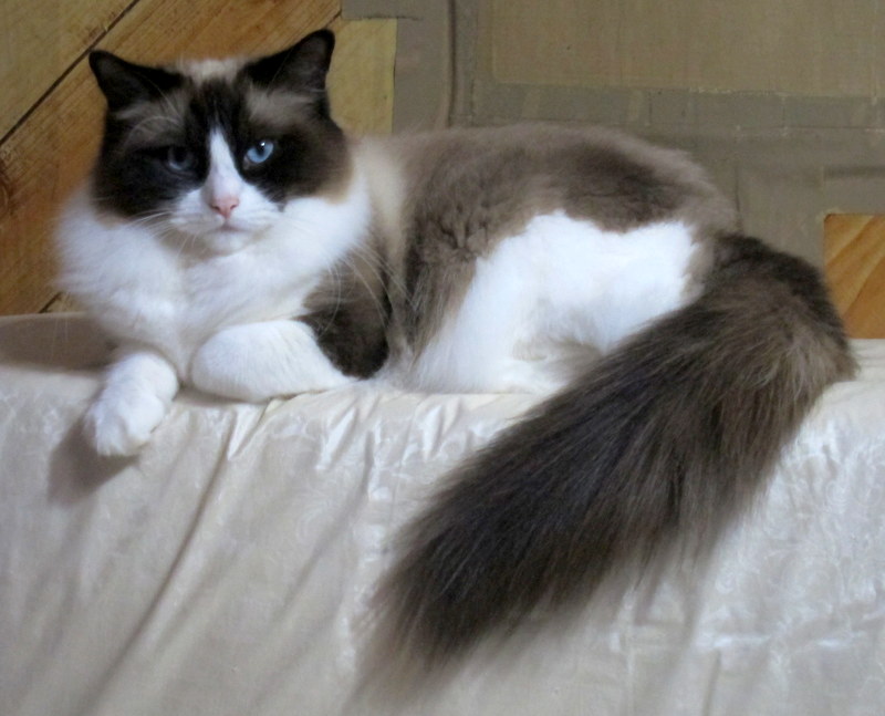 Ragdoll Cattery Fuzzjp: 京都で開催されるCFAアワードパーティに行ってきます♪