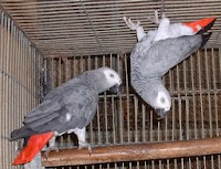 Harga African Grey Terbaru 2015 Harga African Grey Terbaru 2015