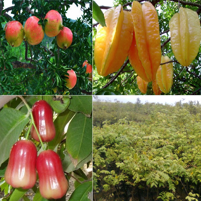 Agro Wisata Citra-Delima Mranak - Wesata.ID