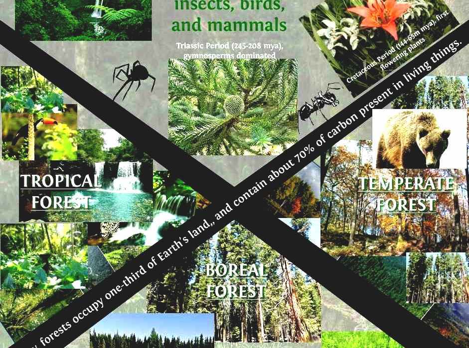 Biome - Types Of Forest Biomes