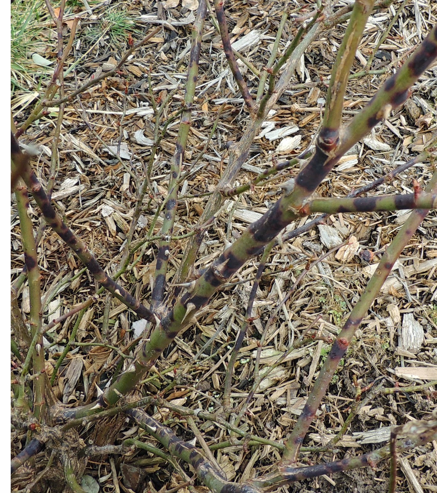 Durham Council of Garden Clubs In the Garden Black Spot on Roses