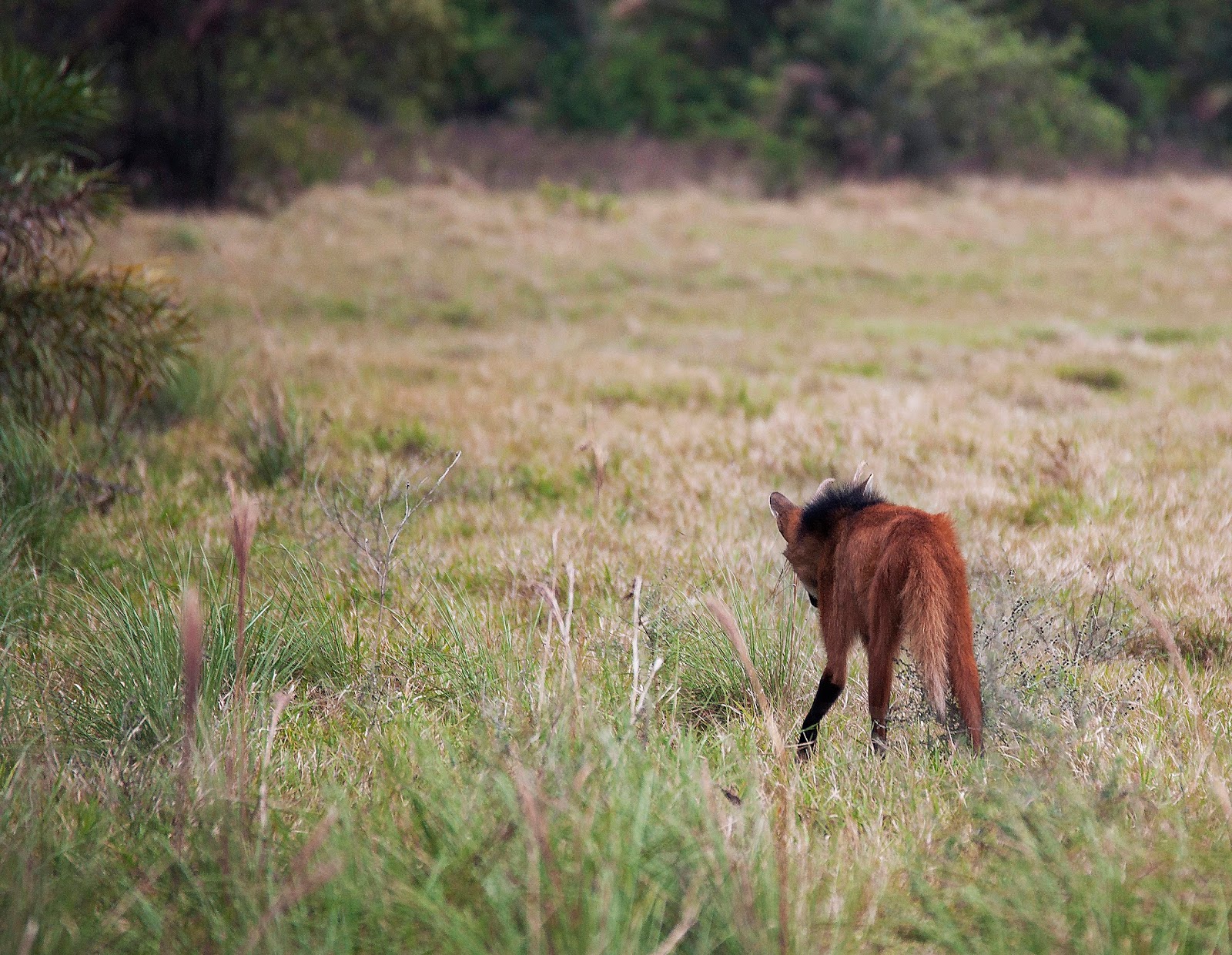Nick's Adventures Bolivia Tours: Amazing animals of Bolivia and where