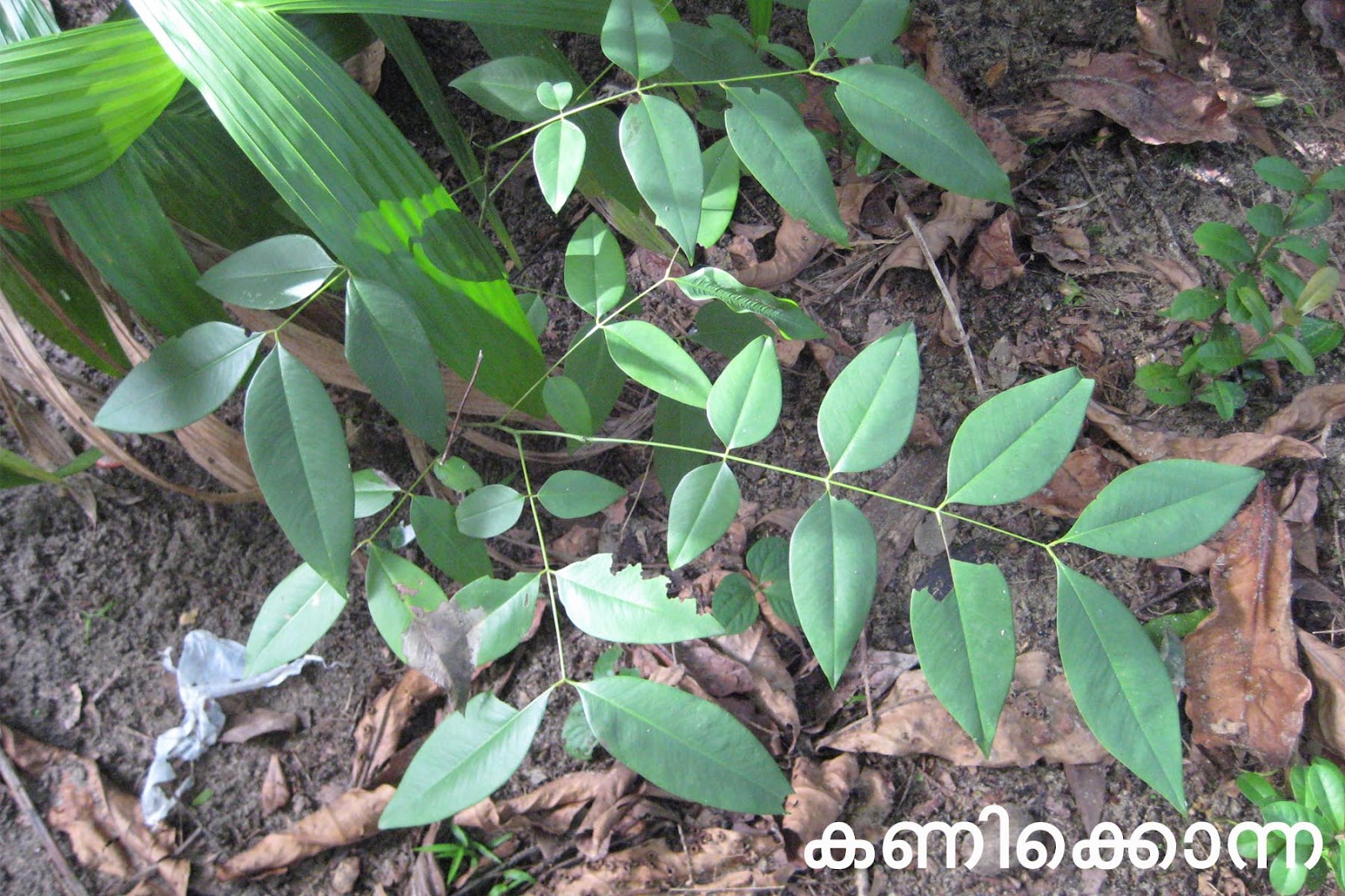Ayurvedic Medicinal Plants in Kerala