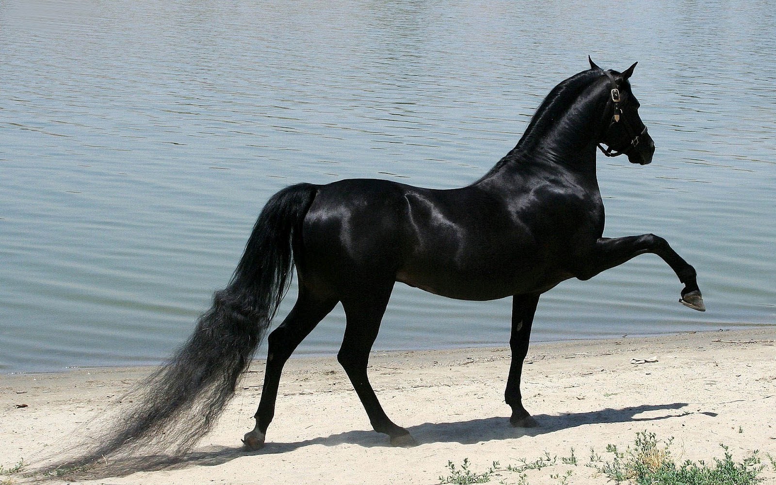 HD wallpaper zwart paard
