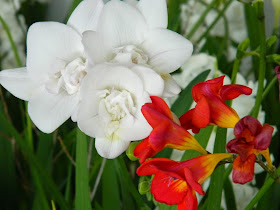 White red freesias Centennial Park Conservatory 2015 Spring Flower Show by garden muses-not another Toronto gardening blog