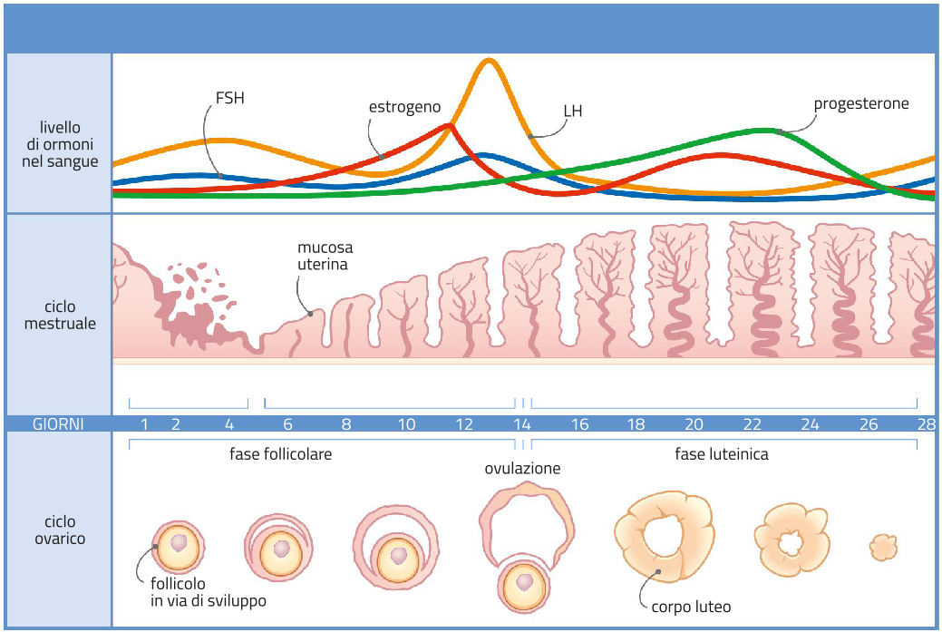 Fases del ciclo endometrial