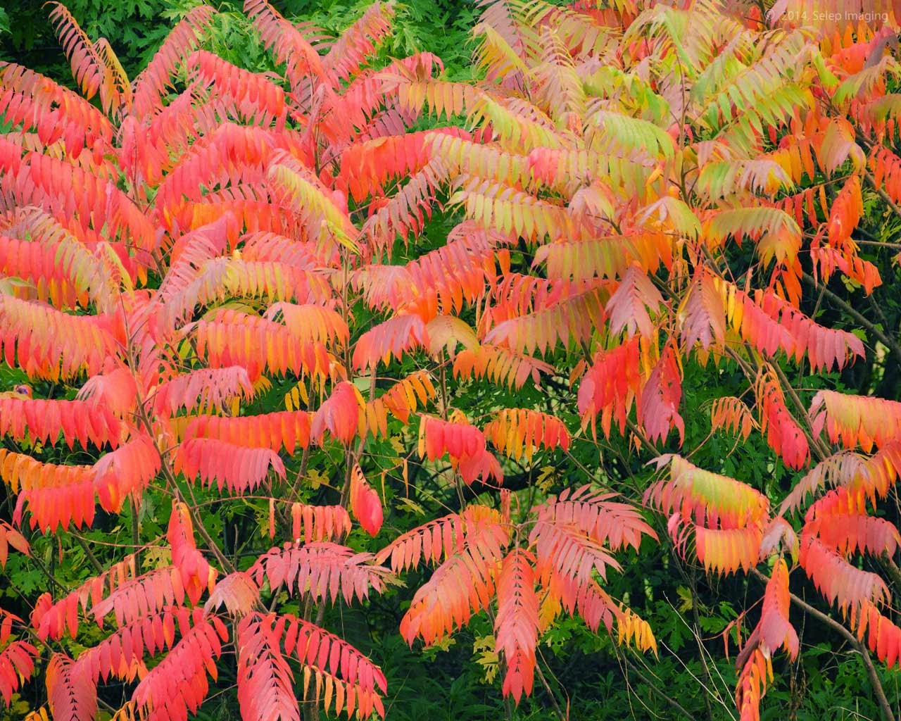 Selep Imaging Blog Kaleidoscope Part 2 Sumac in fall